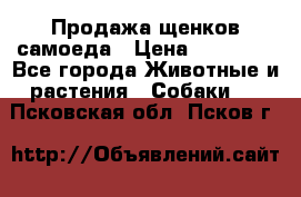 Продажа щенков самоеда › Цена ­ 40 000 - Все города Животные и растения » Собаки   . Псковская обл.,Псков г.